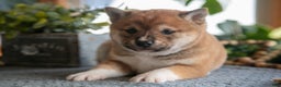 Shiba Inu dogs for sale: Buster - Ad 3