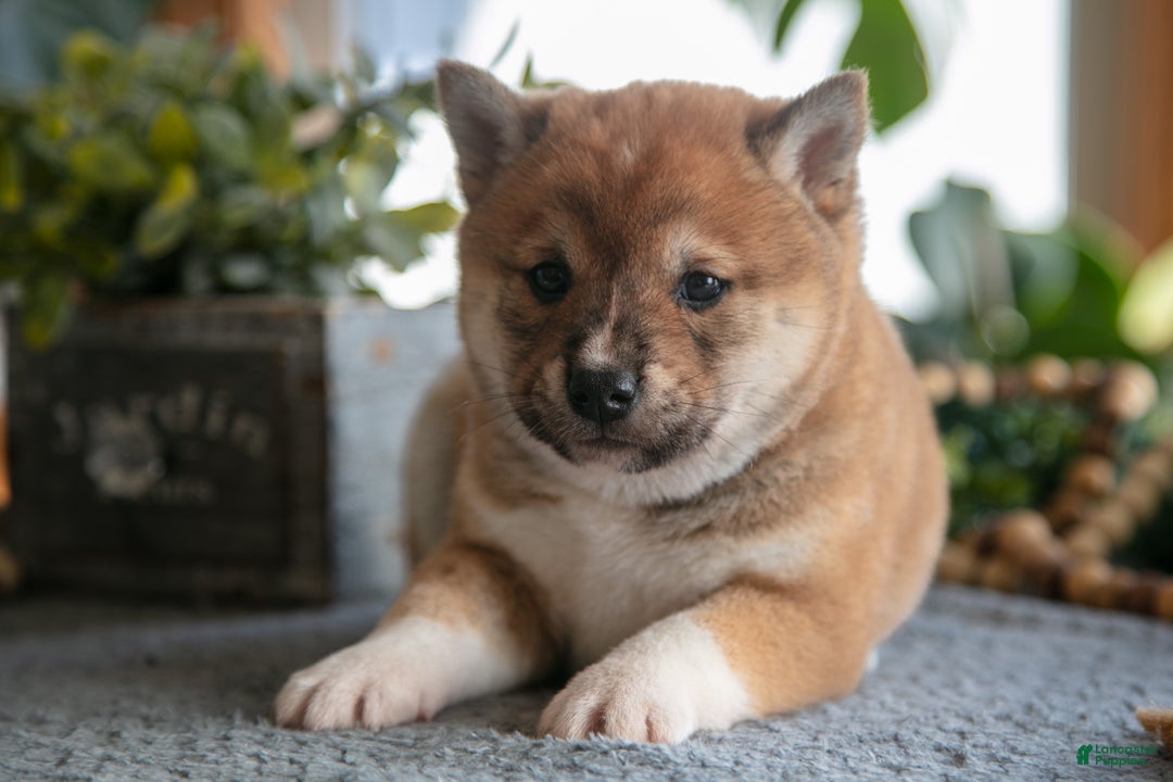Shiba Inu dogs for sale: Buster - Ad 3