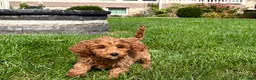 Cockapoo dogs for sale: Cockapoo female 5 - Ad 6
