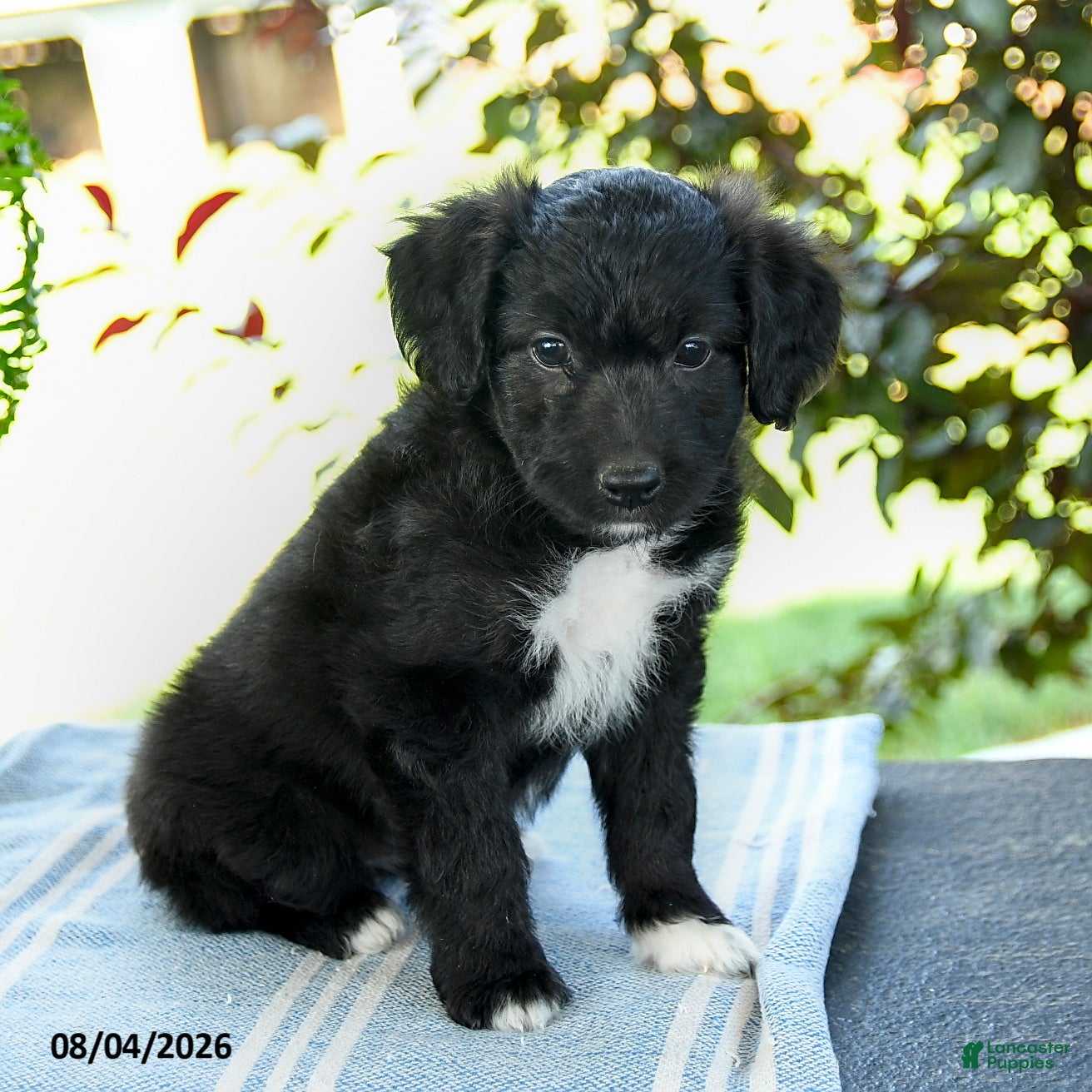 Aussiedoodle dogs Mellody - Ad 1