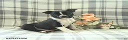 Boston Terrier dogs for sale: Jack  - Ad 3