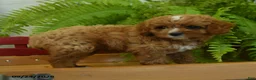 Cavapoo dogs for sale: Ryan - Ad 5