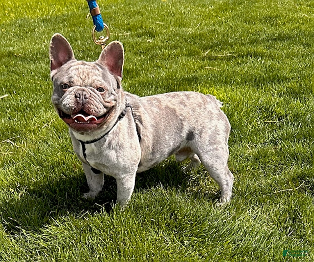 French Bulldog dogs for sale: Frankie - Ad 5