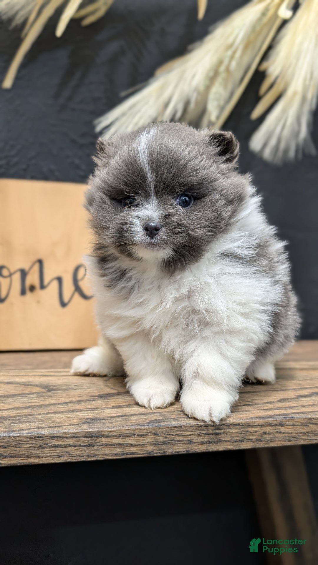 Pomeranian dogs for sale: Yoda - Ad 8