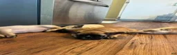French Bulldog dogs for sale: Chungus(teal) - Ad 12