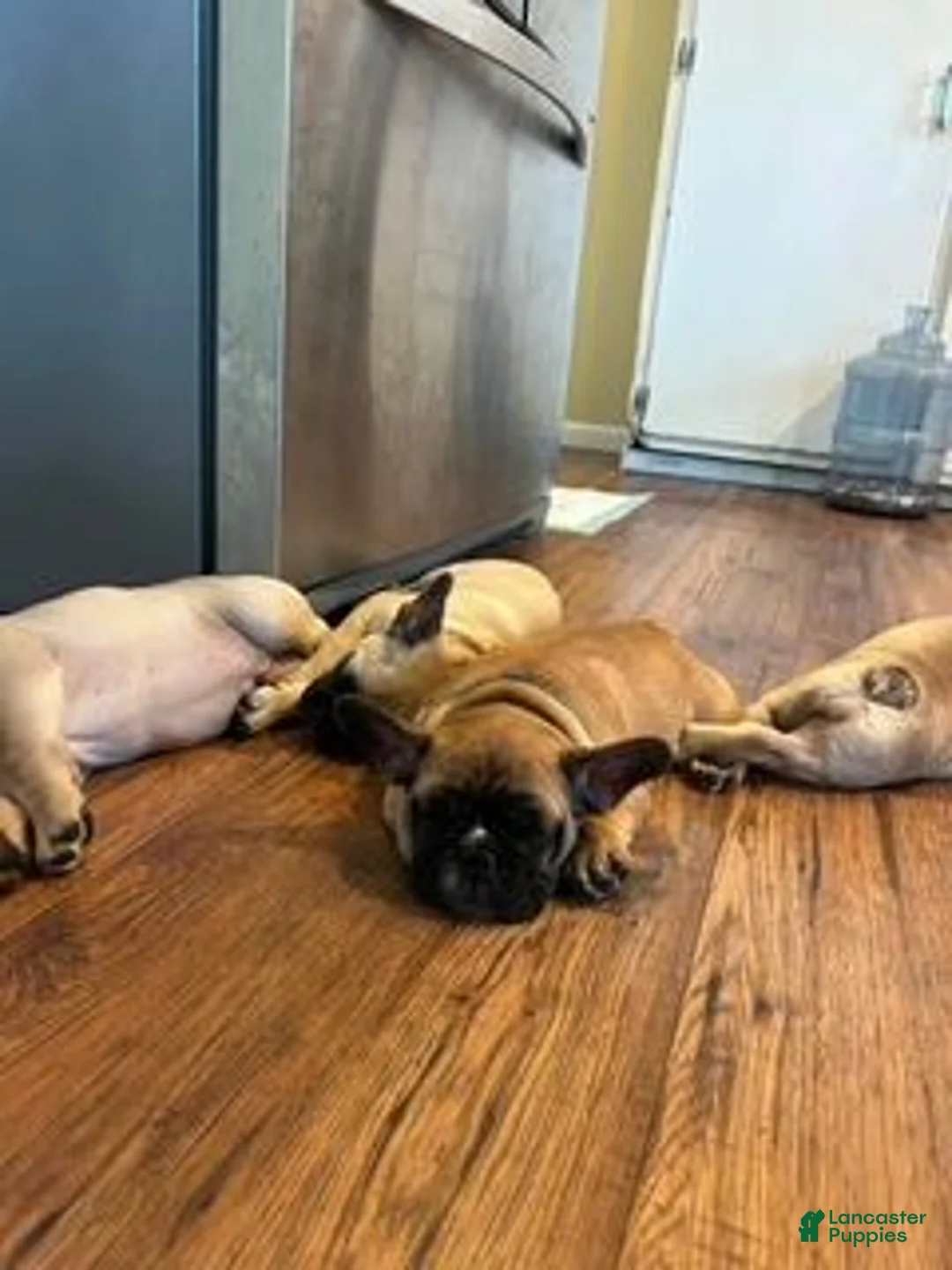 French Bulldog dogs for sale: Chungus(teal) - Ad 12