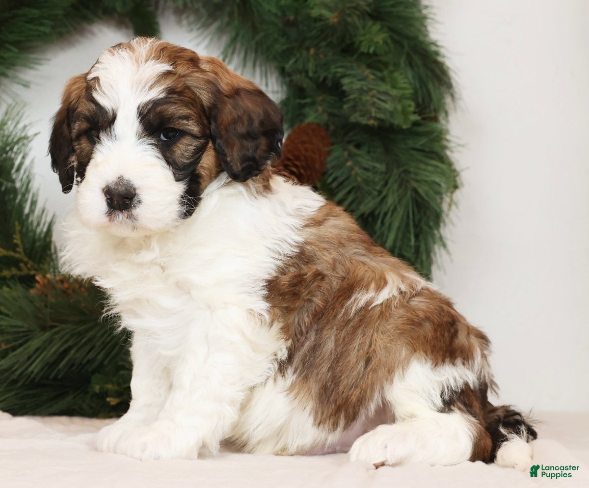 Saint Berdoodles dogs Sammy - Ad 8