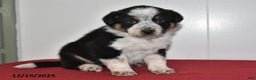 Mixed Breed dogs for sale: Nacho - Ad 3