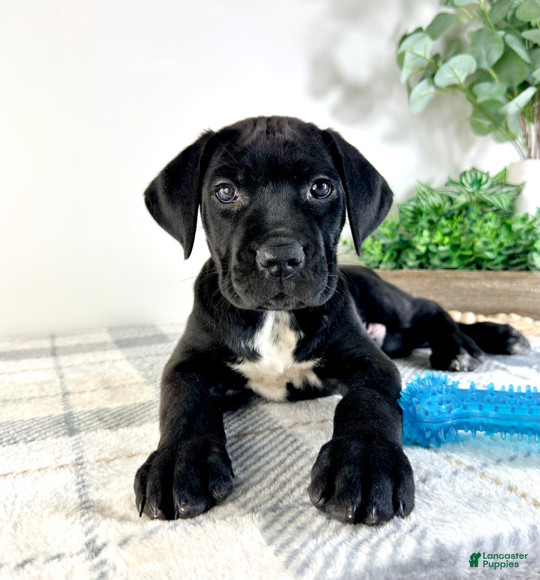 Cane Corso dogs for sale: Zeus - Ad 3