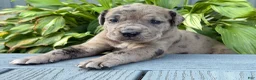 Great Dane dogs for sale: Anastasia  - Ad 5