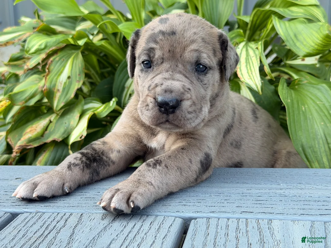 Great Dane dogs for sale: Anastasia  - Ad 5