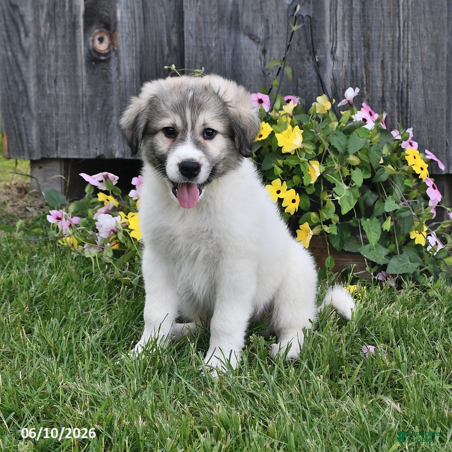 Mixed Breed dogs Thane - Ad 1