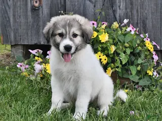 Mixed Breed dogs for sale: Thane - Ad 4