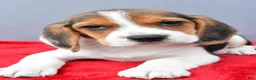 Beagle dogs for sale: Dora - Ad 6
