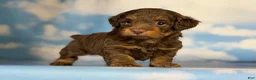 Doxiepoo dogs for sale: Hershey kiss  - Ad 4