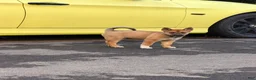 Mixed Breed dogs for sale: Spangle  - Ad 1