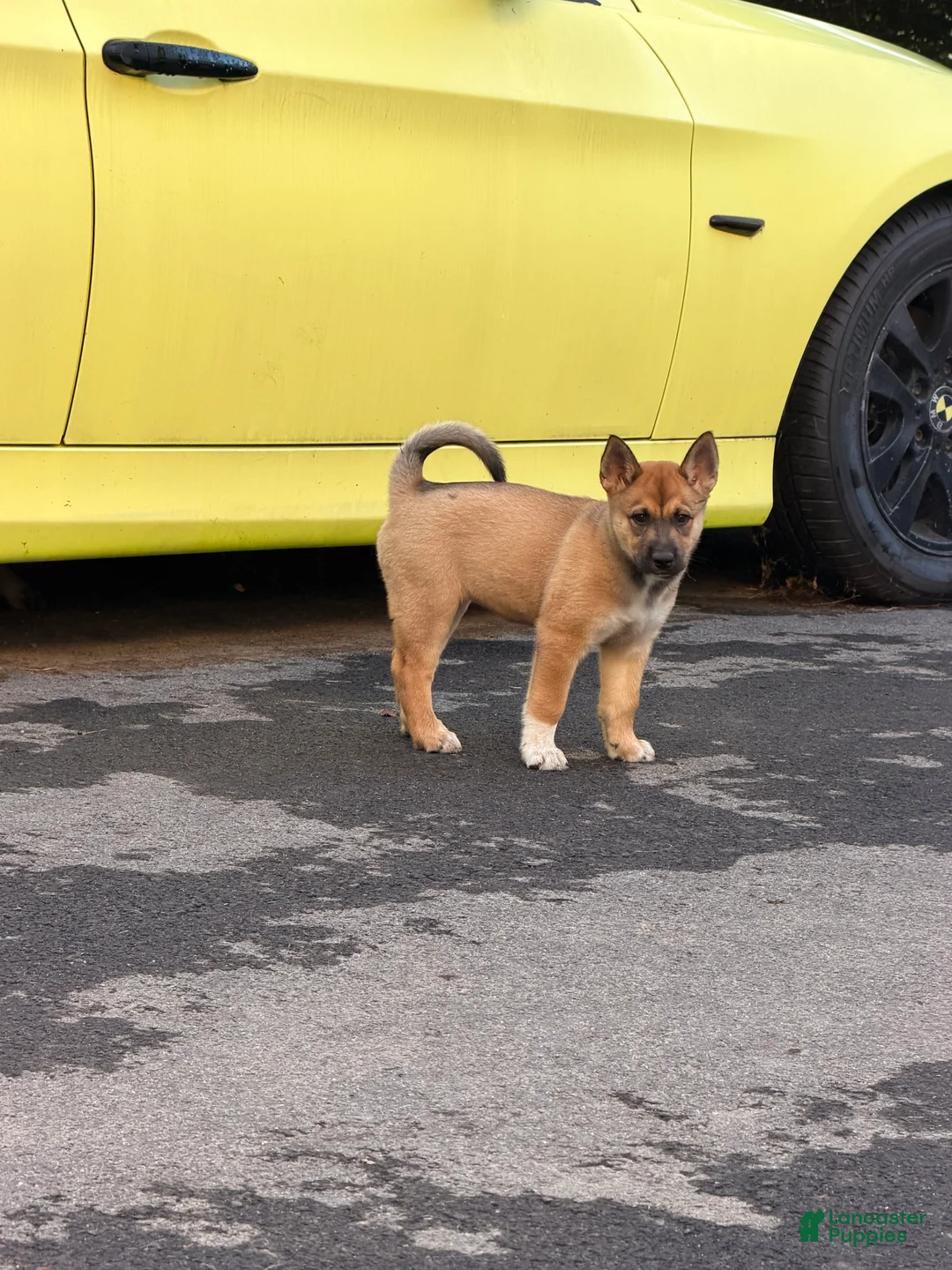 Mixed Breed dogs for sale: Spangle  - Ad 1