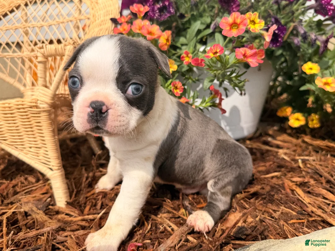 Boston Terrier dogs for sale: Bluey  - Ad 6