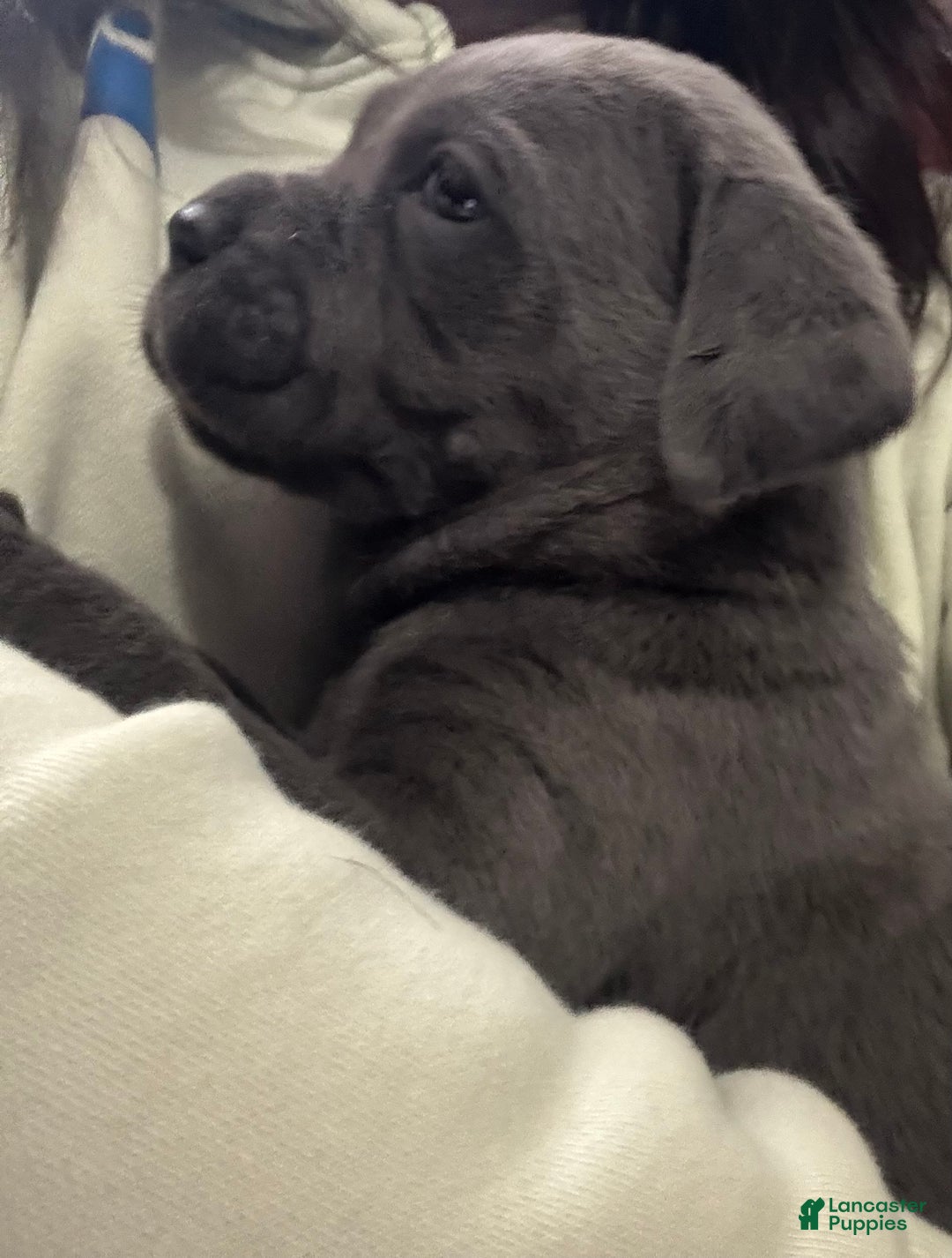 Cane Corso dogs for sale: Shila  - Ad 3