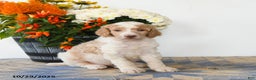 Standard Poodle dogs for sale: Teddy - Ad 4