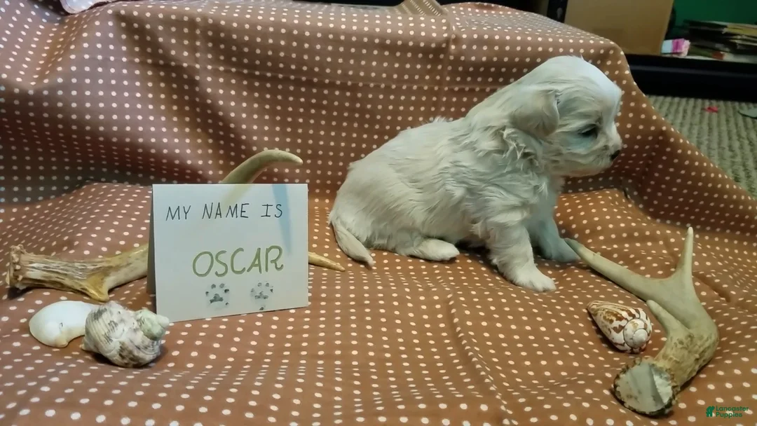 Maltipoo dogs for sale: Oscar - Ad 12
