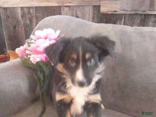 Miniature Australian Shepherd dogs Nessa - Ad 27