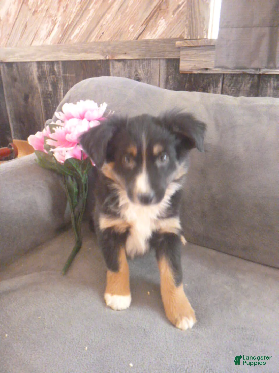 Miniature Australian Shepherd dogs for sale: Nessa - Ad 1