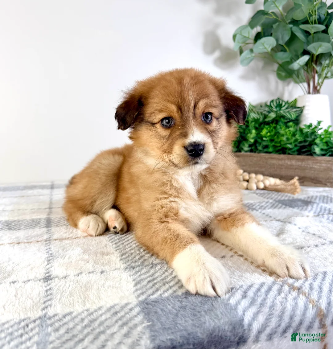 Mixed Breed dogs for sale: Toffee - Ad 1