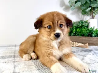 Mixed Breed dogs Toffee - Ad 24