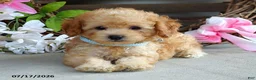 Cavapoo dogs for sale: Mason - Ad 3