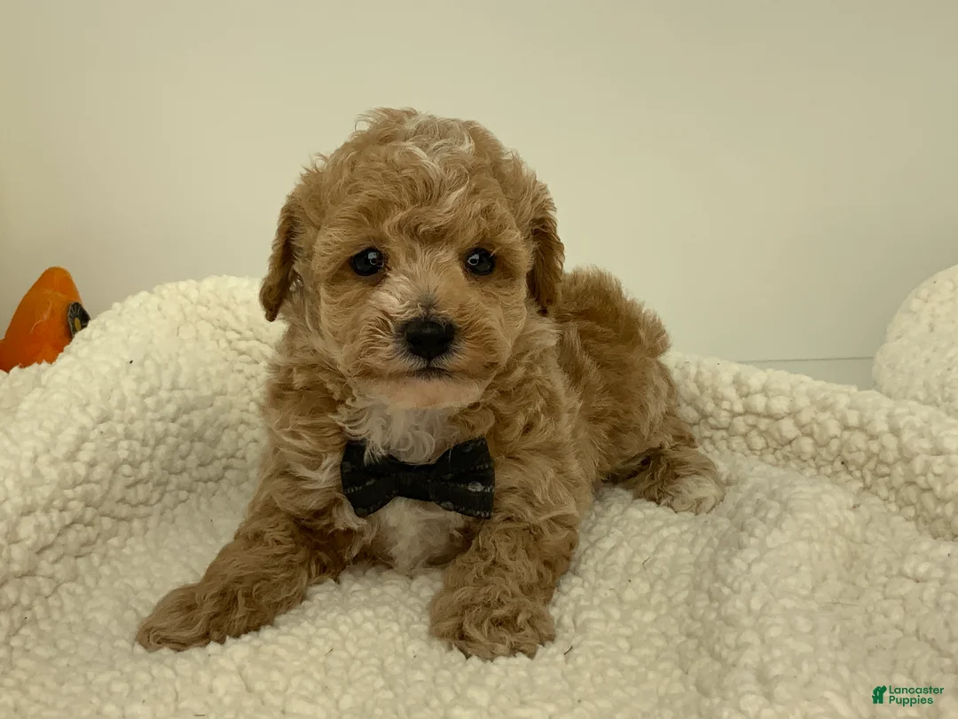 Toy Poodle dogs for sale: Jimmy - Ad 2