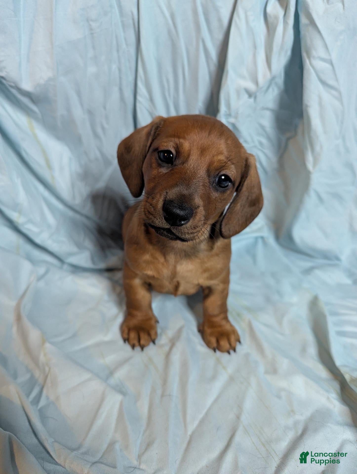 Miniature Dachshund dogs Todd - Ad 12