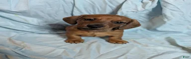 Todd