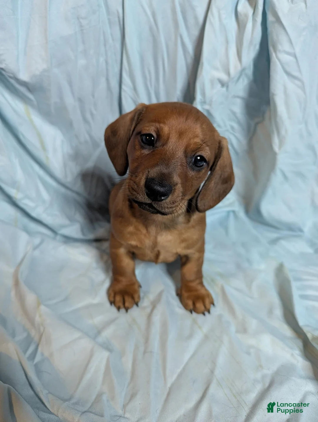 Miniature Dachshund dogs for sale: Todd - Ad 1