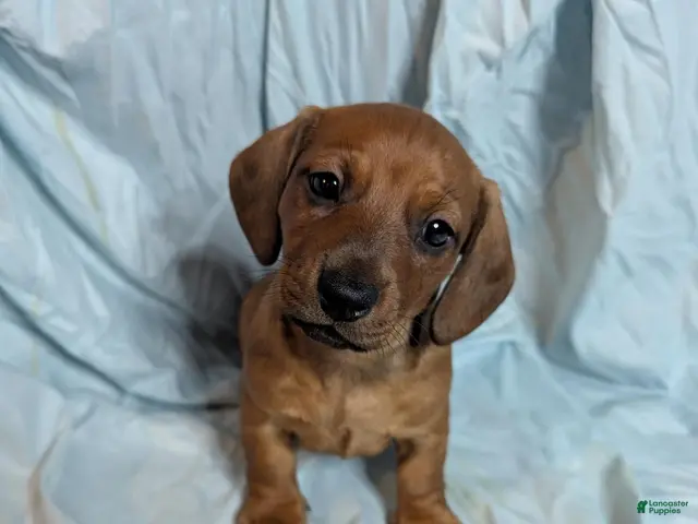 Miniature Dachshund dogs for sale: Todd - Ad 24