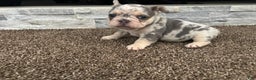 French Bulldog dogs for sale: Sky - Ad 1