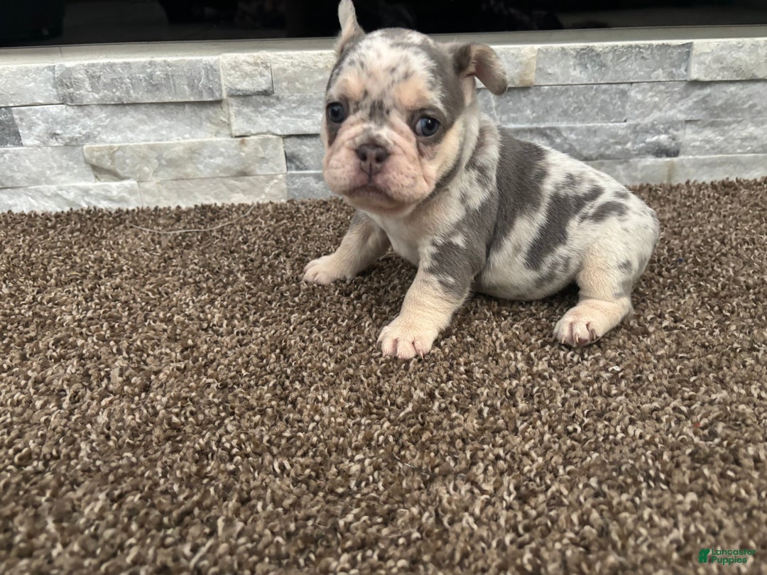 French Bulldog dogs for sale: Sky - Ad 1