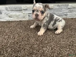 French Bulldog dogs Sky - Ad 28