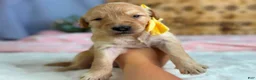 Goldendoodle dogs for sale: Wendelin - Ad 2