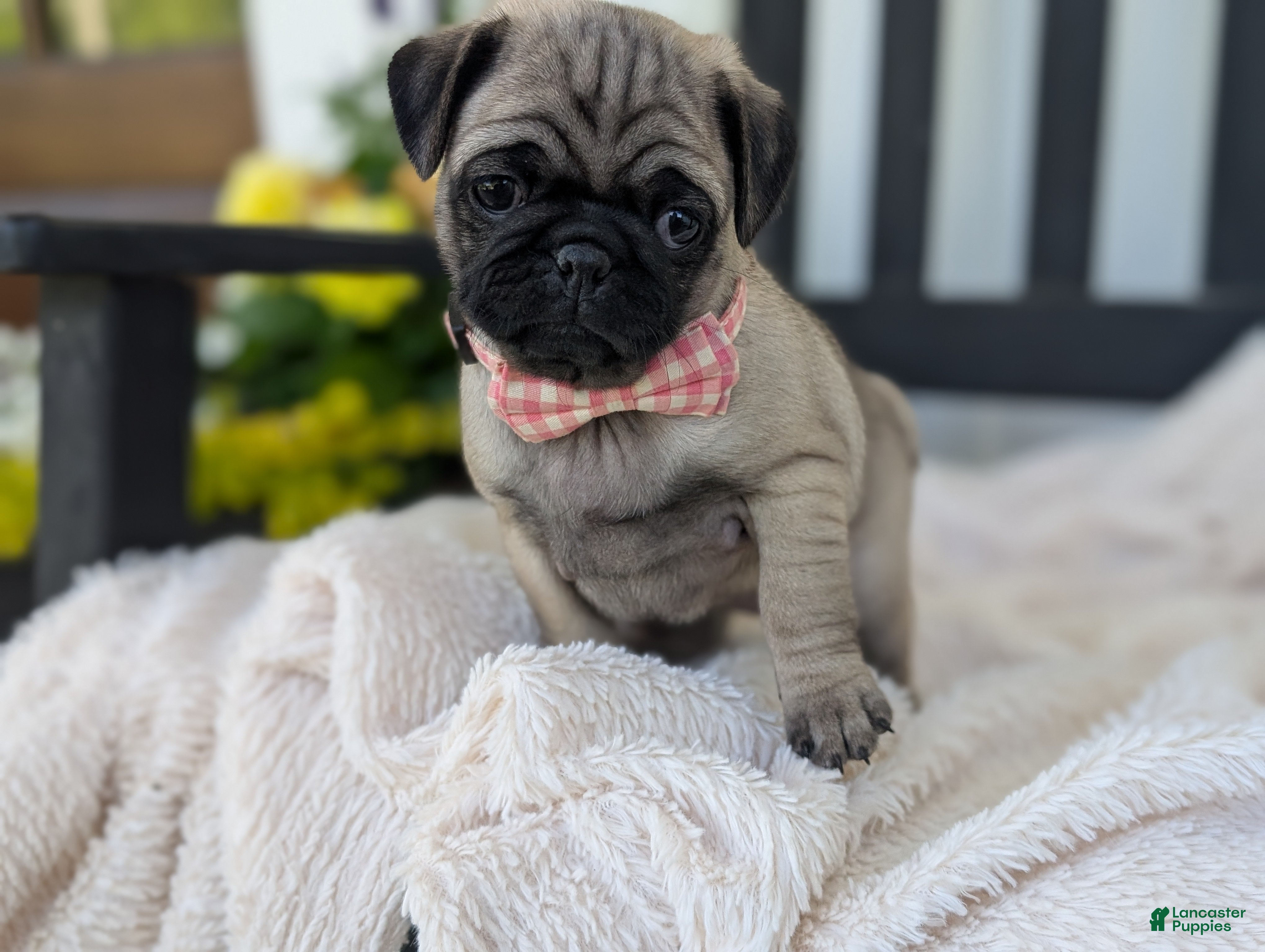 Pug dogs for sale: Taco - Ad 3
