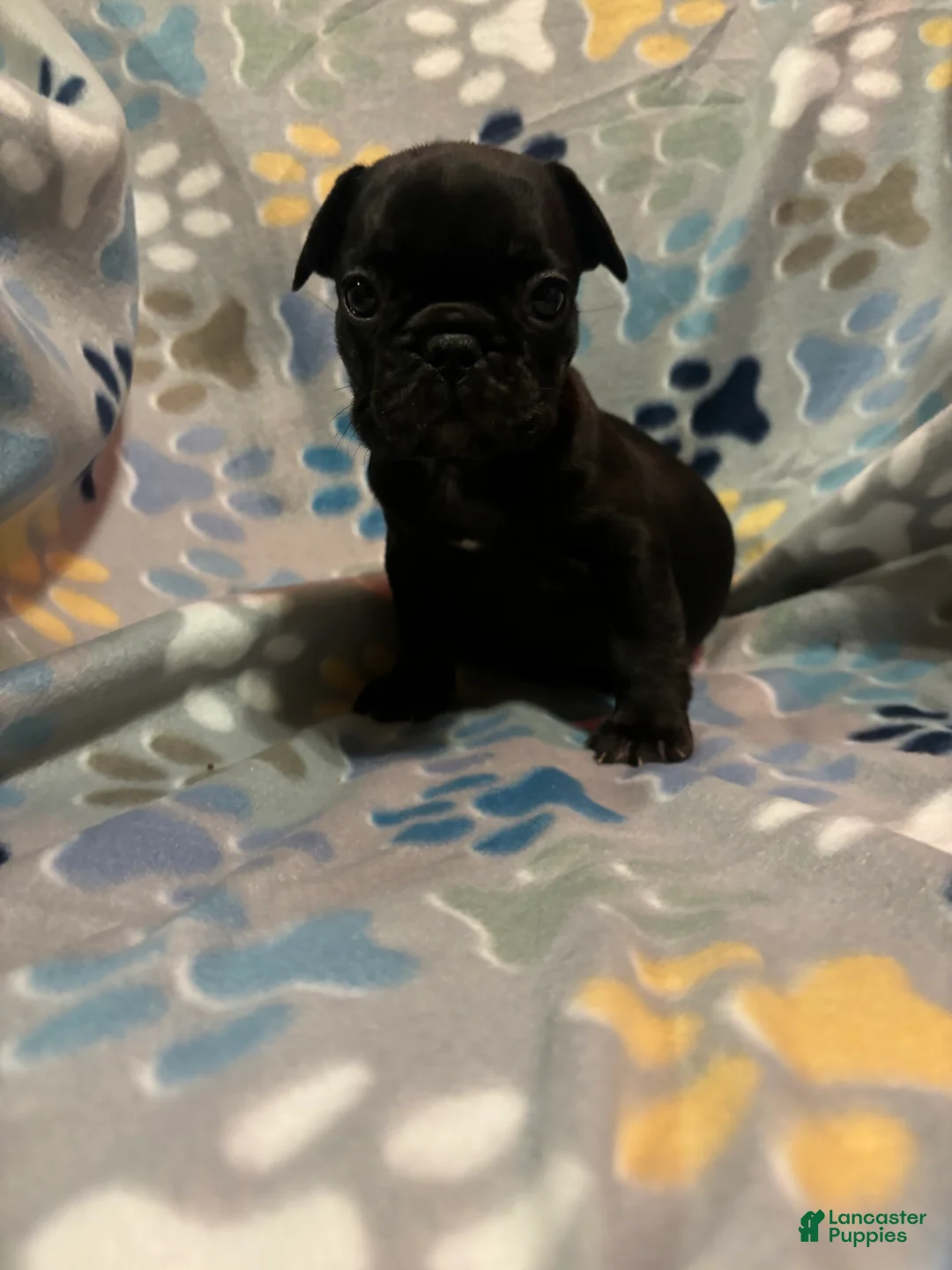 French Bulldog dogs for sale: French Bulldog Puppy 5 - Ad 1