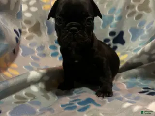 French Bulldog dogs French Bulldog Puppy 5 - Ad 13