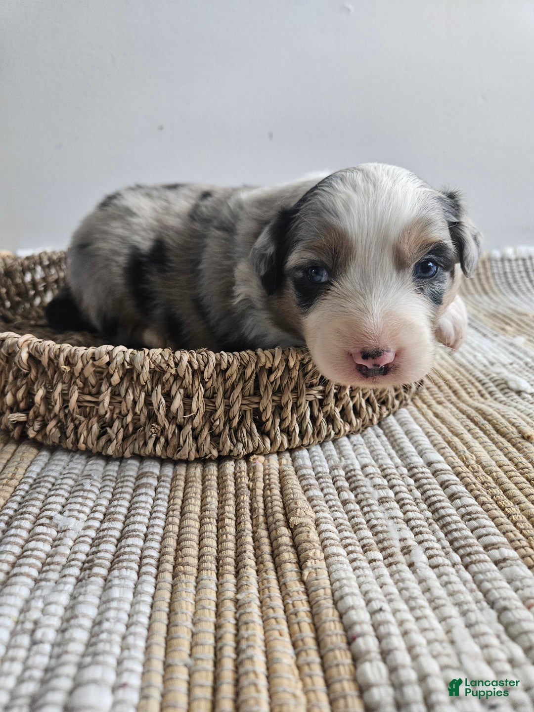Australian Shepherd dogs for sale: Candy, blue eyes - Ad 6