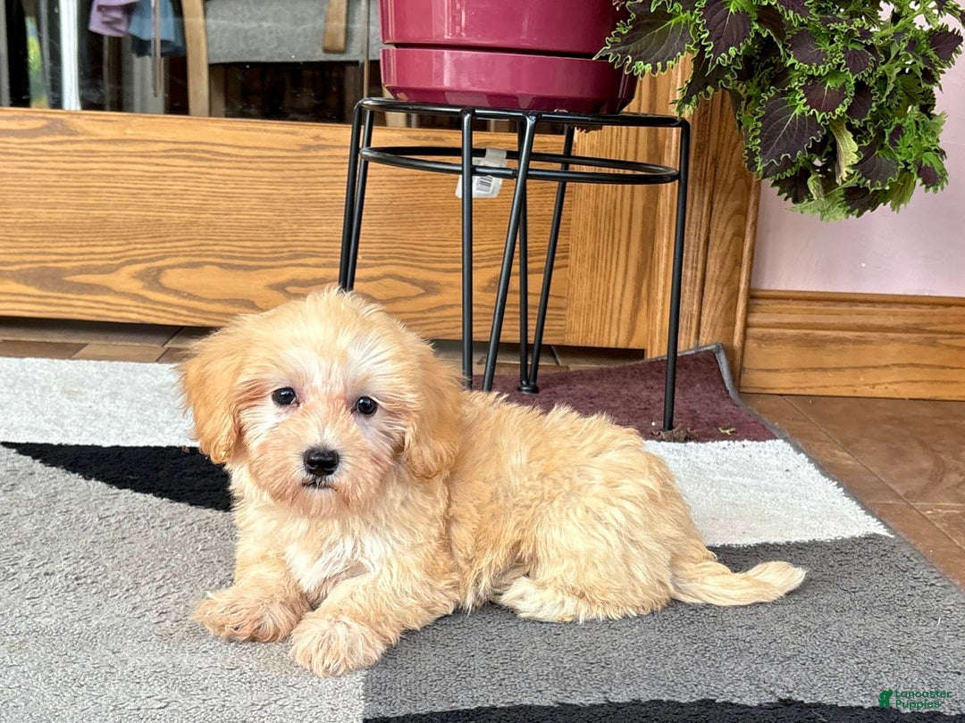 Maltipoo dogs for sale: Morty - Ad 2