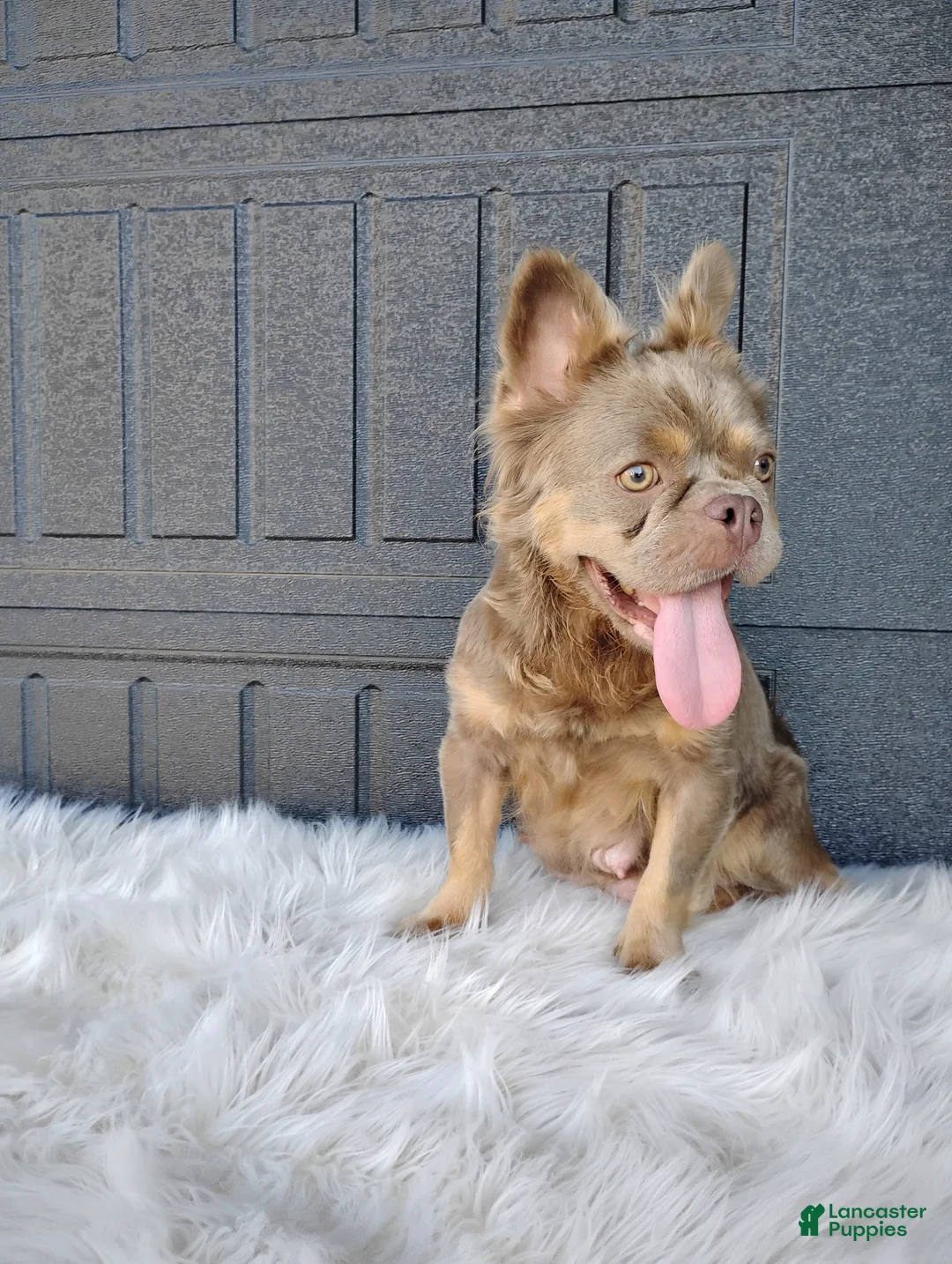 French Bulldog dogs for sale: Esme - Ad 6