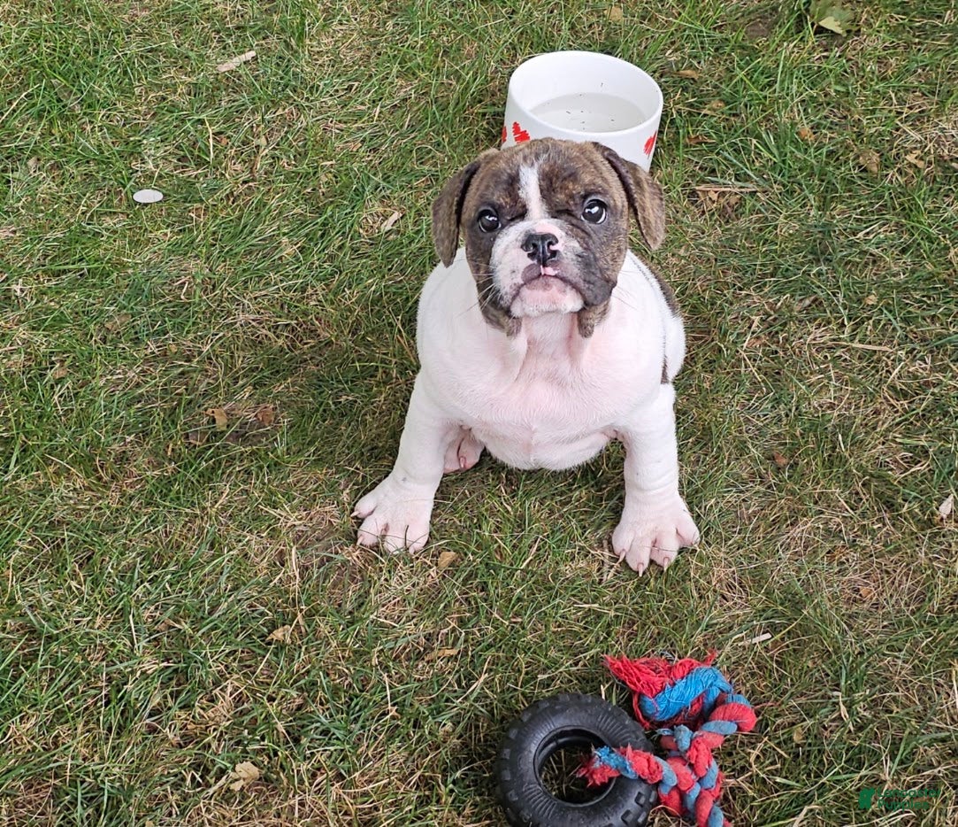 Mixed Breed dogs Rollo Tubby - Ad 36