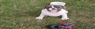 Rollo Tubby