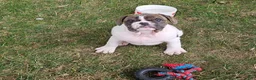 Mixed Breed dogs for sale: Rollo Tubby - Ad 1