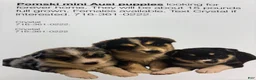 Pomsky dogs for sale: Pomsky Puppy 2 - Ad 3