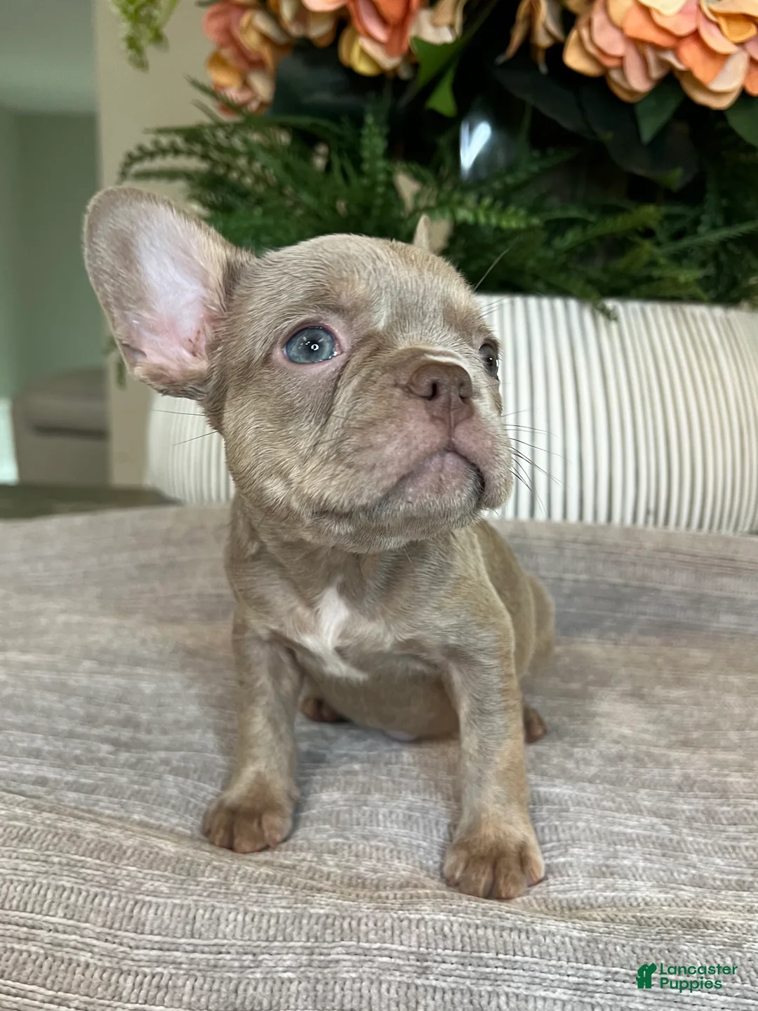 French Bulldog dogs for sale: Celine  - Ad 6